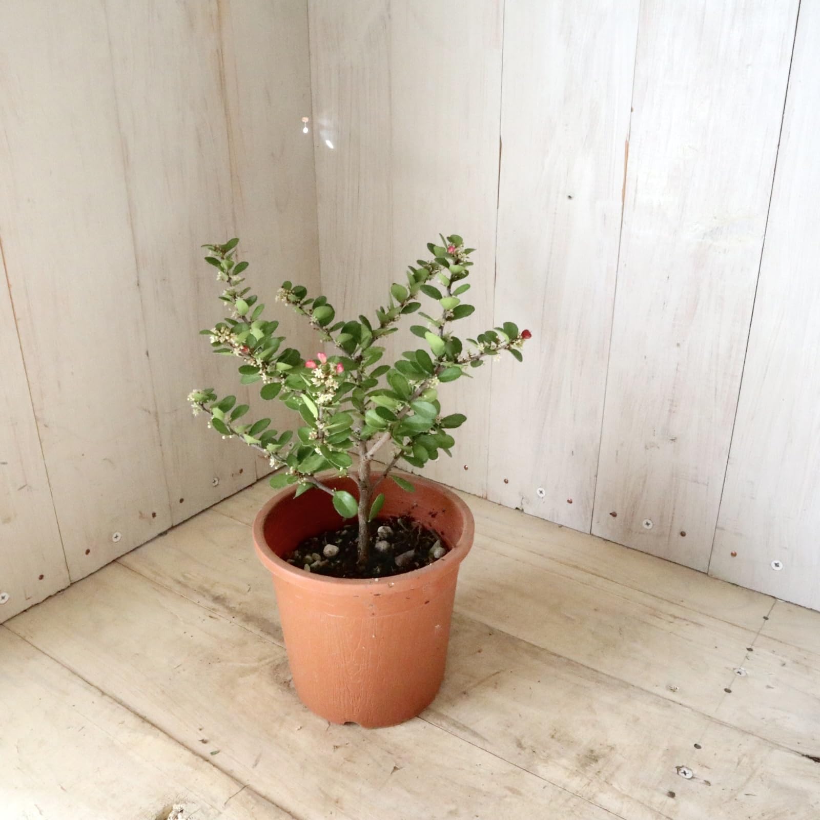 Amazon.co.jp: ハートの木 ハートツリー ハリツルマサキ 鉢ごと 常緑